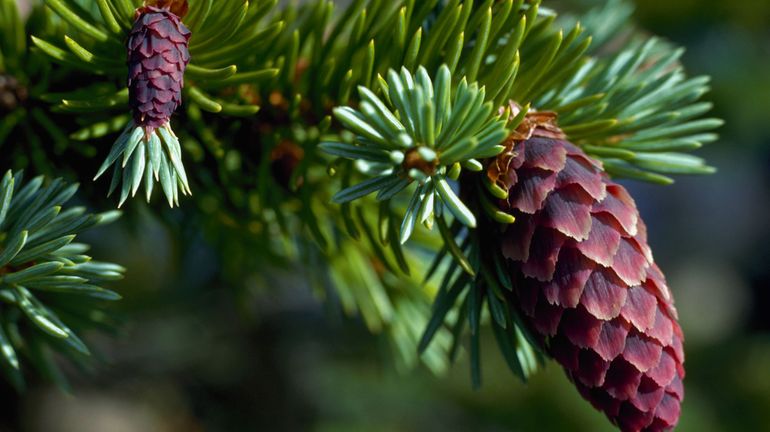 Face au changement climatique, faut-il bouder les conifères au jardin ?