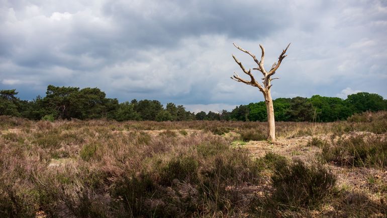 Climat : 2025 pourrait être l’année la plus sèche en Belgique depuis 1976 Climat : 2025 pourrait être l’année la plus sèche en Belgique depuis 1976