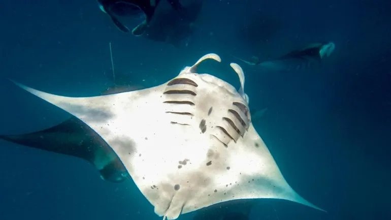 Des scientifiques ont mis en évidence l’utilité de très grandes aires marines protégées pour encourager la biodiversité