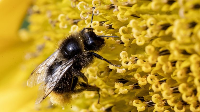 Liste rouge de la biodiversité : 30 à 40% des espèces d'abeilles sauvages menacées d'extinction en Belgique