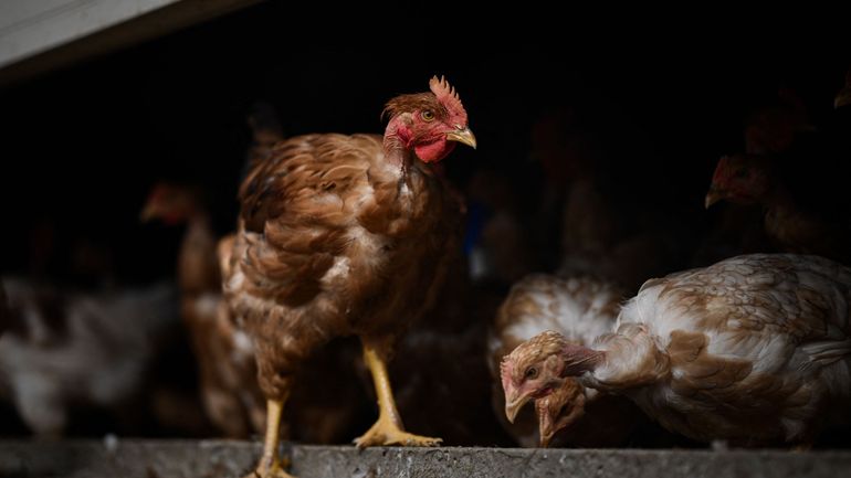 Une infection par un variant hautement pathogène de la grippe aviaire a été détectée dans un élevage de volailles dans la province d’Anvers