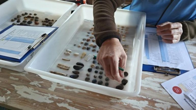 La mactre tronquée en première place de la journée de comptage des coquillages à la côte