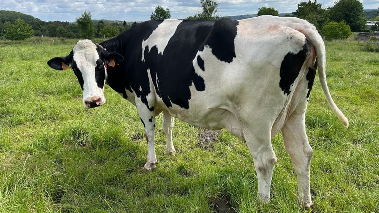 La campagne de Gaïa sur le lait belge provoque la colère des
