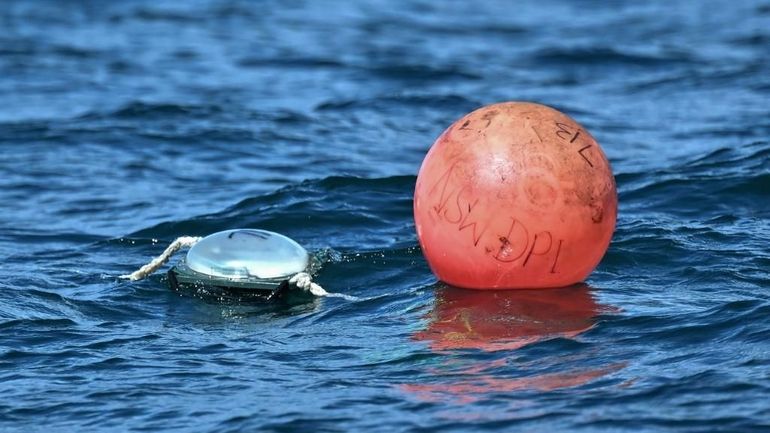 Une course effrénée vers les grands requins blancs d'Australie Une course effrénée vers les grands requins blancs d'Australie