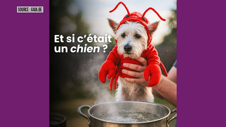 Sondage : Gaia appelle à des fêtes sans homard