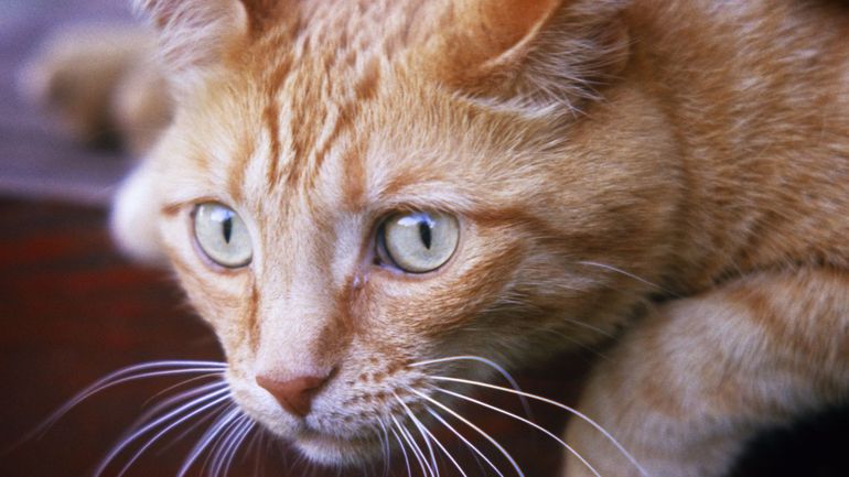 En France, un chat privé de sortie par la justice après la plainte d'un voisin