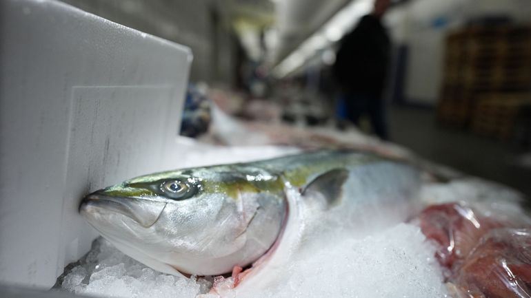 L' Union européenne dénonce un accord entre Royaume-Uni et Norvège qui pourrait faire "dommages irréversibles à la population de maquereaux"