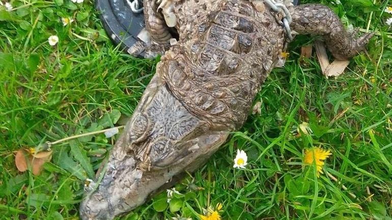 Le cadavre d’un crocodile retrouvé dans un canal à Roubaix