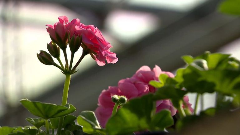 Jardinage : les pluies récentes relancent enfin la saison des plantations