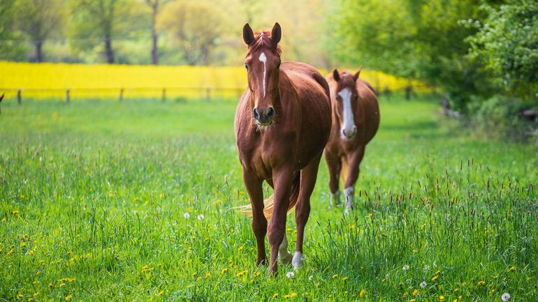 Fraude à la viande de cheval : passeports et puces falsifiés, des chevaux envoyés vers les abattoirs dans 4 pays, 3 Belges interpellés