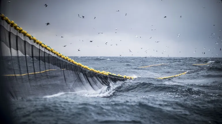 Une séquestration carbone déjà réduite de moitié par la pêche.