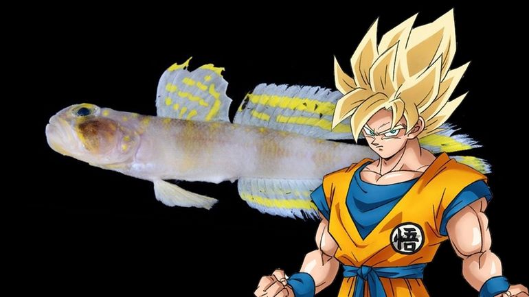 Une nouvelle espèce de poisson nommée d’après un personnage de Dragon Ball Z