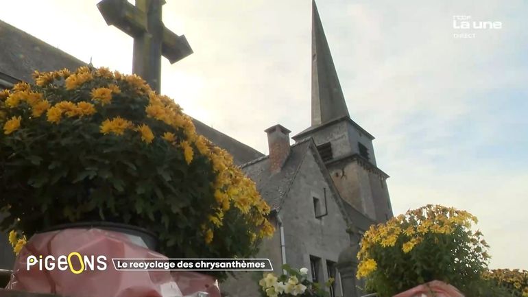 Ils recyclent les chrysanthèmes des cimetières pour les sauver de la déchetterie
