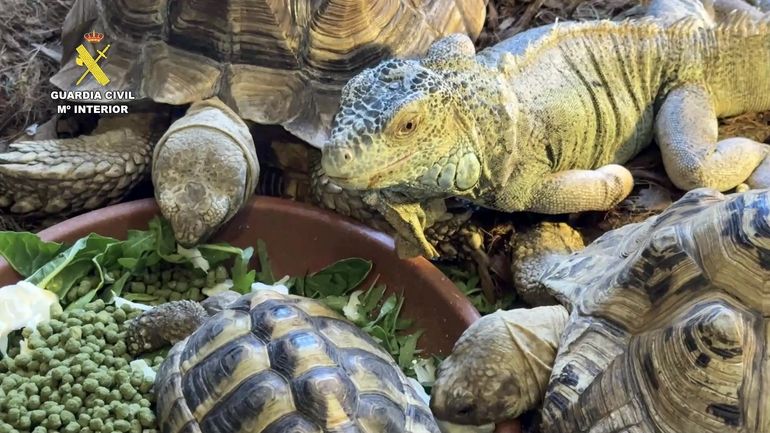 Le trafic d’animaux vivants a atteint de nouveaux records, selon Interpol Le trafic d’animaux vivants a atteint de nouveaux records, selon Interpol