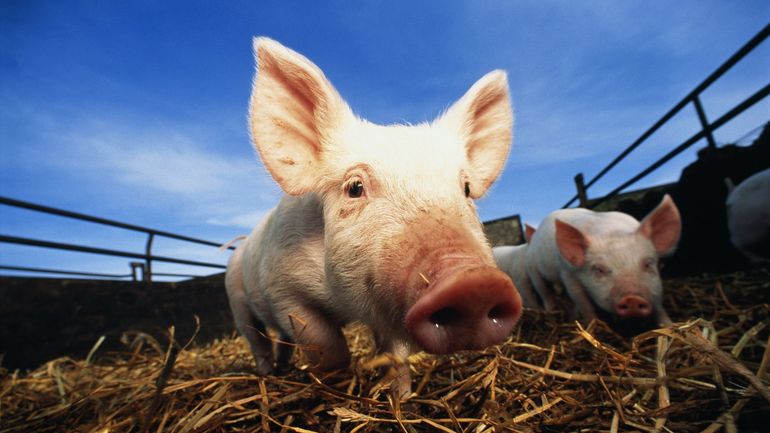 Greffes d’organes vers l’humain : pourquoi le cochon est-il devenu l’animal de référence ? Greffes d’organes vers l’humain : pourquoi le cochon est-il devenu l’animal de référence ?