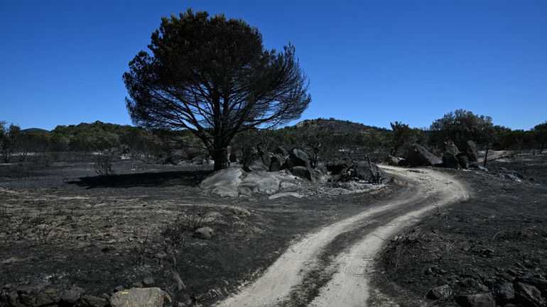 Incendies en France : la situation s'améliore dans les Pyrénées-Orientales, des milliers d'habitants autorisés à retourner chez eux