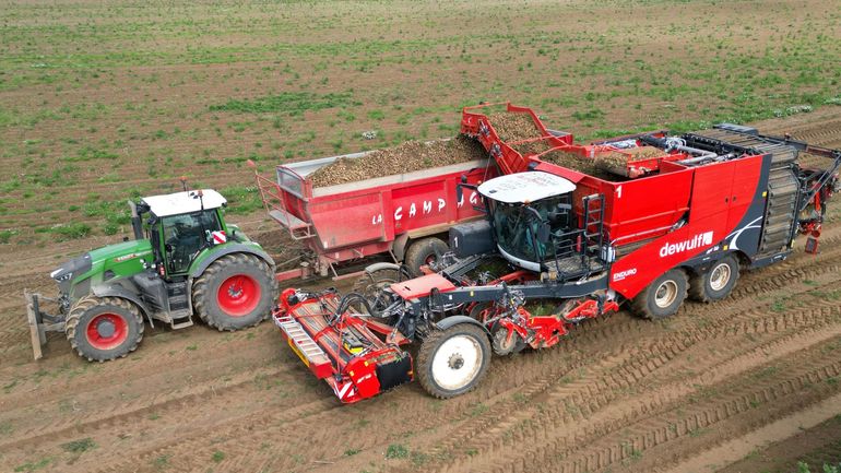 Plus de pommes de terre et de céréales, moins de porcs et bovins en 2025 en Belgique