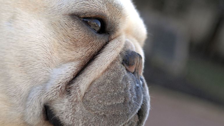 "J'ai cru que j'allais l'arracher": Gaia fait vivre aux passants le quotidien des animaux hypertypés