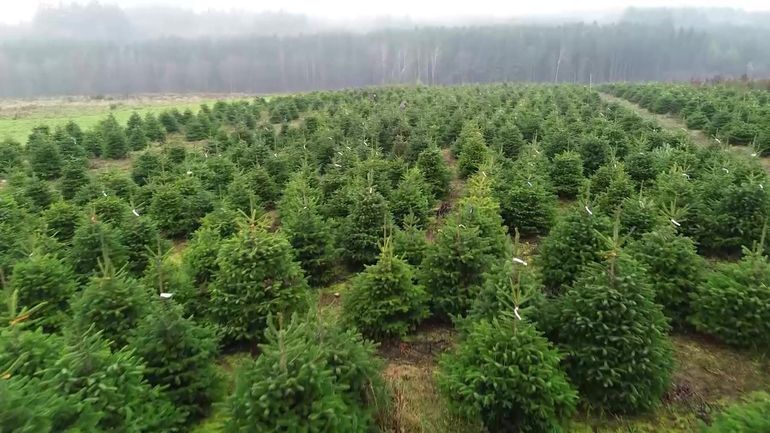 À Bièvre, coupez vous-même votre sapin de Noël au cœur de la plantation