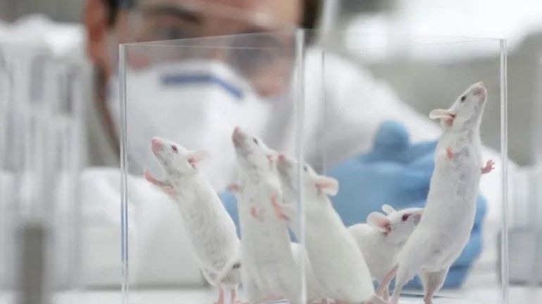 Plus de 52.000 animaux soumis à des expériences en laboratoire à Bruxelles en 2024