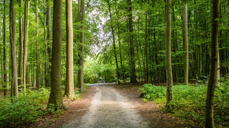 La Forêt de Soignes : 5000 hectares de forêt à quelques kilomètres du centre de Bruxelles.