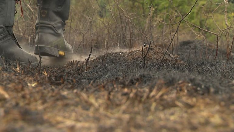 Face aux sécheresses et aux incendies qui progressent, la Belgique est-elle prête ?