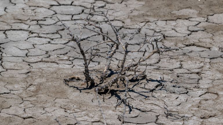 Des entrepreneurs belges lancent un projet de festivals contre la désertification des terres en Europe Des entrepreneurs belges lancent un projet de festivals contre la désertification des terres en Europe