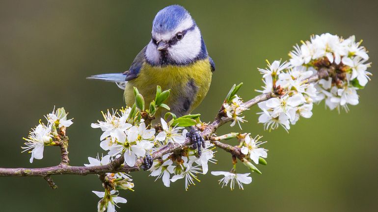 Y aura-t-il davantage de mésanges bleues dans nos jardins cet hiver ? Natagora invite les Belges à participer au grand recensement des oiseaux