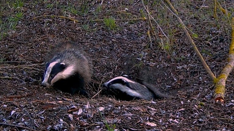 Le blaireau : derrière sa mauvaise réputation, un allié de la biodiversité