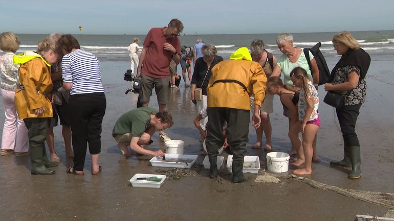 La faune aquatique du littoral belge appauvrie et bouleversée, selon l'Institut flamand de la mer