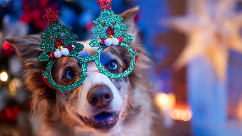 Le cadeau sous le sapin : ce qu’il dit de notre lien avec nos chiens Le cadeau sous le sapin : ce qu’il dit de notre lien avec nos chiens