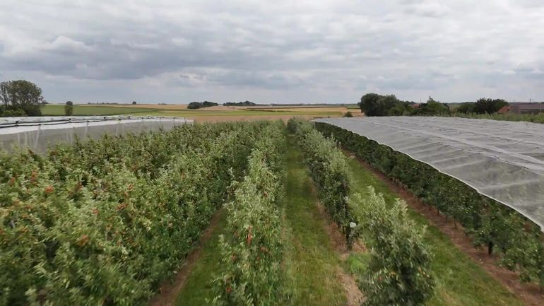 Sécheresse : nos fruits souffrent de la chaleur et du manque d'eau