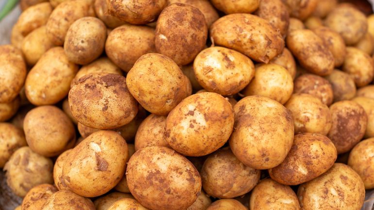 De 200 euros à 15 euros la tonne, le marché de la patate belge en danger : "il faut aujourd’hui composer avec la Chine et l’Inde" De 200 euros à 15 euros la tonne, le marché de la patate belge en danger : "il faut aujourd’hui composer avec la Chine et l’Inde"