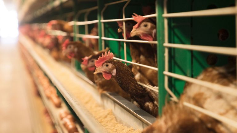 Près d'un million d'oiseaux abattus en Allemagne en raison de la grippe aviaire