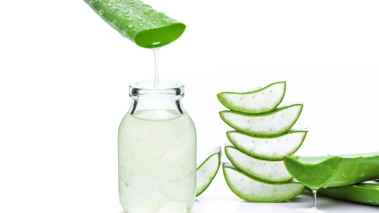 L&#x27;aloe vera, l&#x27;allié réparateur.