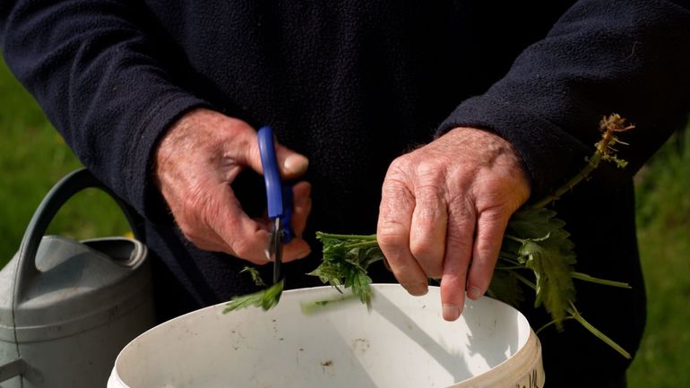 Purin d'ortie : une recette simple pour protéger et fertiliser vos plantes
