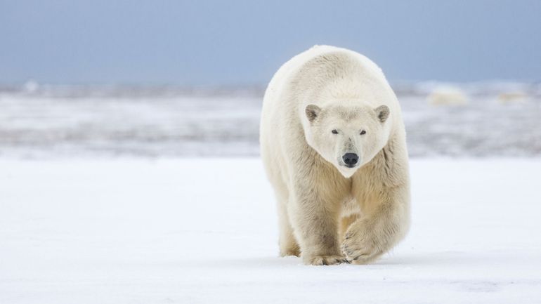 Premier cas de grippe aviaire détecté chez un ours polaire en Europe