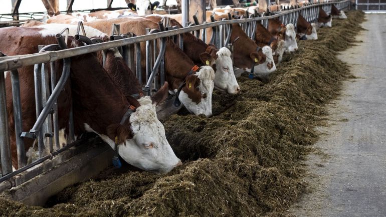 Chine : le pays va instaurer jusqu'à 11,7% de droits de douane sur les produits laitiers de l'Union Européenne