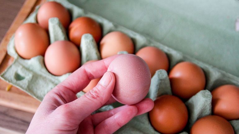 Rufs contaminés à la salmonelle : le bilan grimpe à 312 personnes malades en Belgique