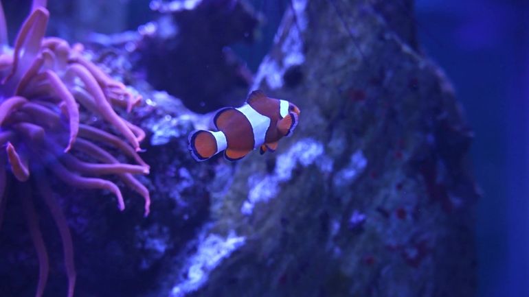 Aquarium de Liège : partez en voyage aquatique, entre découvertes et sensibilisation environnementale