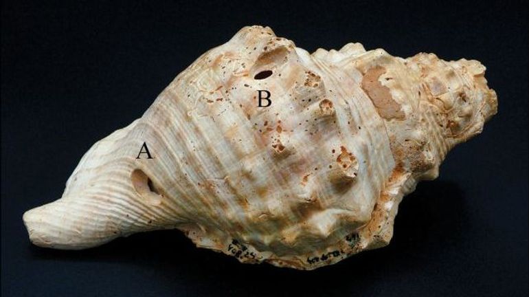 Coquillages & crustacés : des conques, ancêtres des instruments à vent, vieilles de 6000 ans découvertes en Catalogne