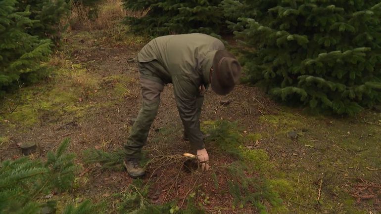 Les vendeurs de sapins de plus en plus victimes de vol : "Je suis déjà à 2000 euros de perte cette année"