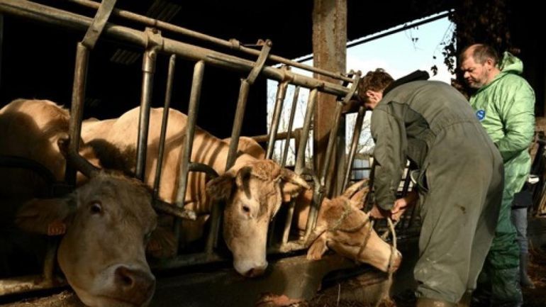 Vétérinaires et éleveurs appellent à anticiper l'apparition de la dermatose nodulaire