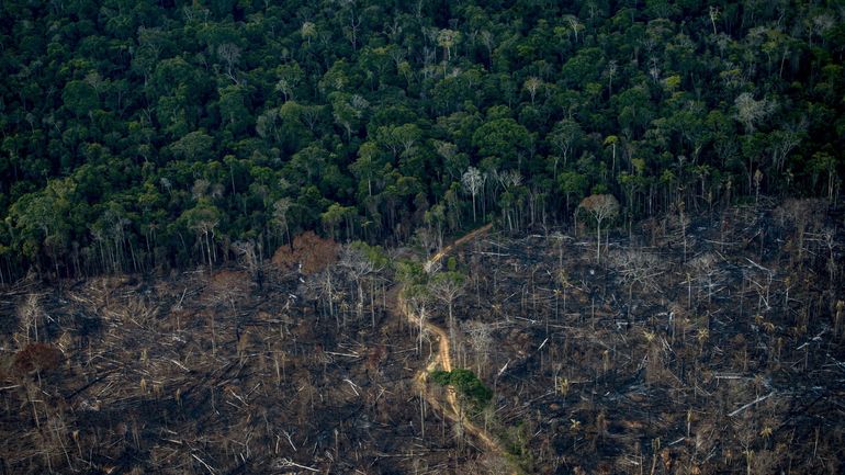 Au Brésil, la déforestation en Amazonie à son plus bas niveau depuis 2019 : l'arbre qui cache la forêt ?