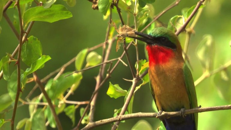 Les mystérieux terriers du Niokolo-Koba au Sénégal Les mystérieux terriers du Niokolo-Koba au Sénégal