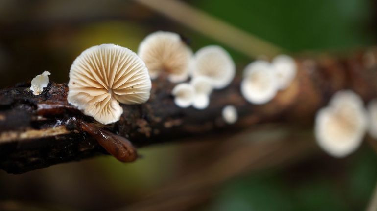 Les champignons, des auxiliaires précieux dans nos jardins