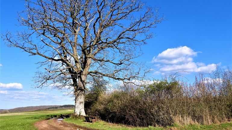 Météo en Belgique : un soleil généreux et des nuages qui parsèment le ciel