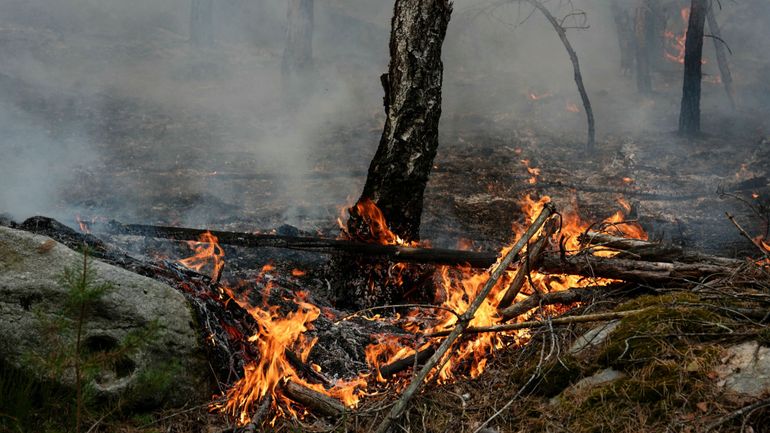 Forêt de Fontainebleau: six personnes, dont un pompier volontaire, placées en garde à vue