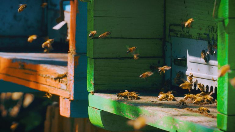 Les abeilles supportent la chaleur, mais leurs plantes nourricières souffrent