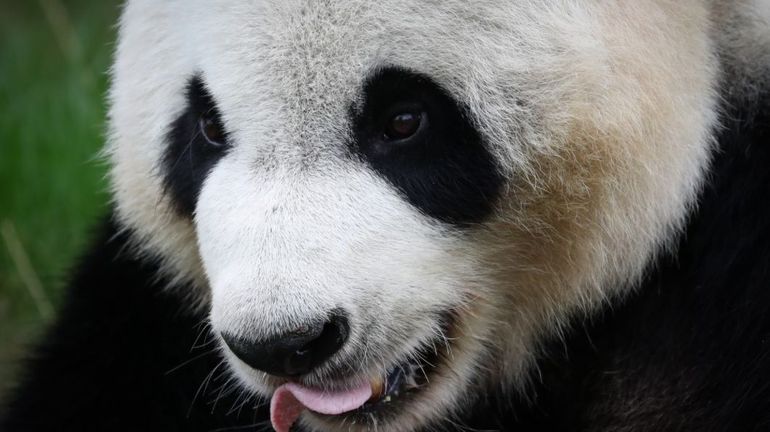 Brugelette : le panda Hao Hao doit retrouner en Chine pour y recevoir des soins médicaux adaptés Brugelette : le panda Hao Hao doit retrouner en Chine pour y recevoir des soins médicaux adaptés
